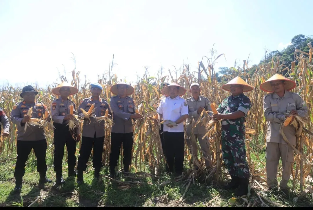 Foto: Saat Panen Raya Jagung Tahap l, di Desa Tangga Besi, Kecamatan Simpang Kiri, Kota Subulussalam, Aceh.
