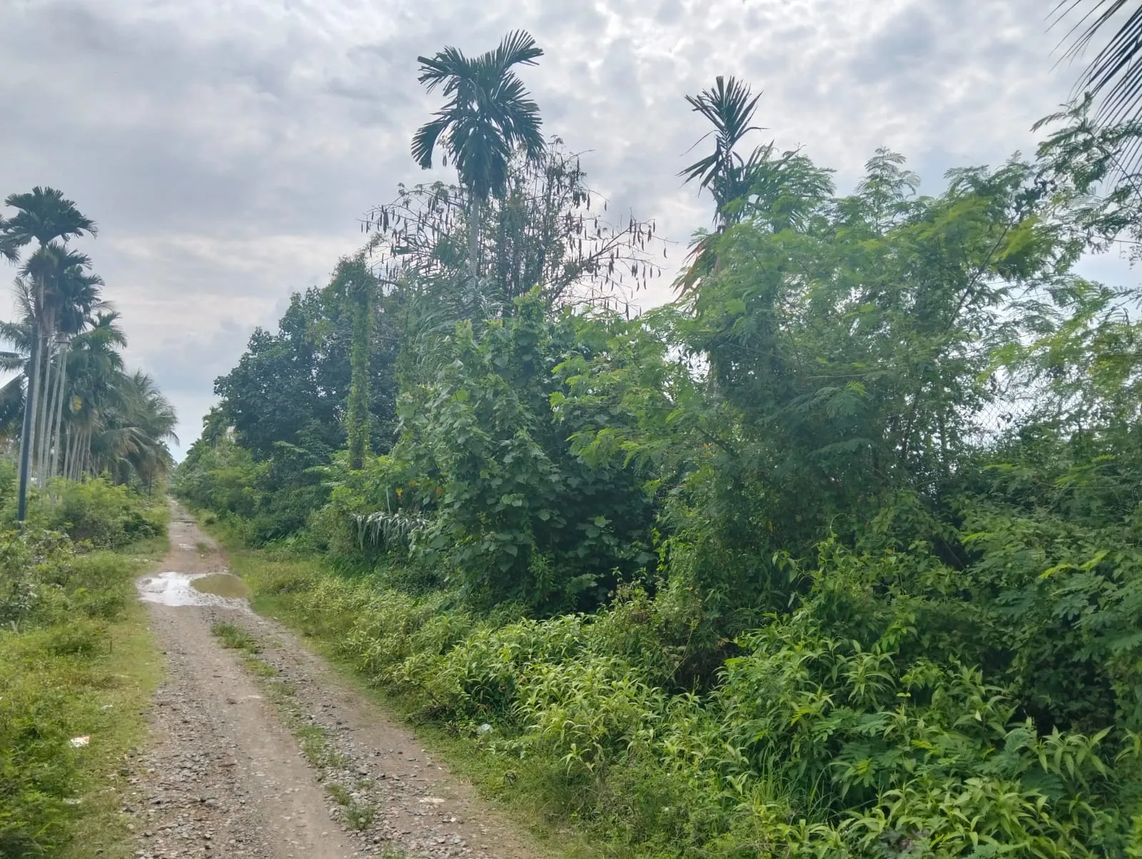 Foto: Semak Belukar Disamping Pagar Cluster IV PGE Antara Gampong Tutong dan Hagu, Dok. Walirakyat.com