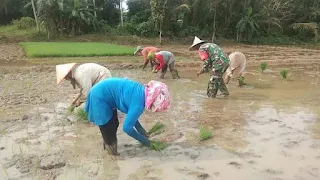 Foto: Sertu Digdoyo Sedang Membantu Warga Tanam Padi