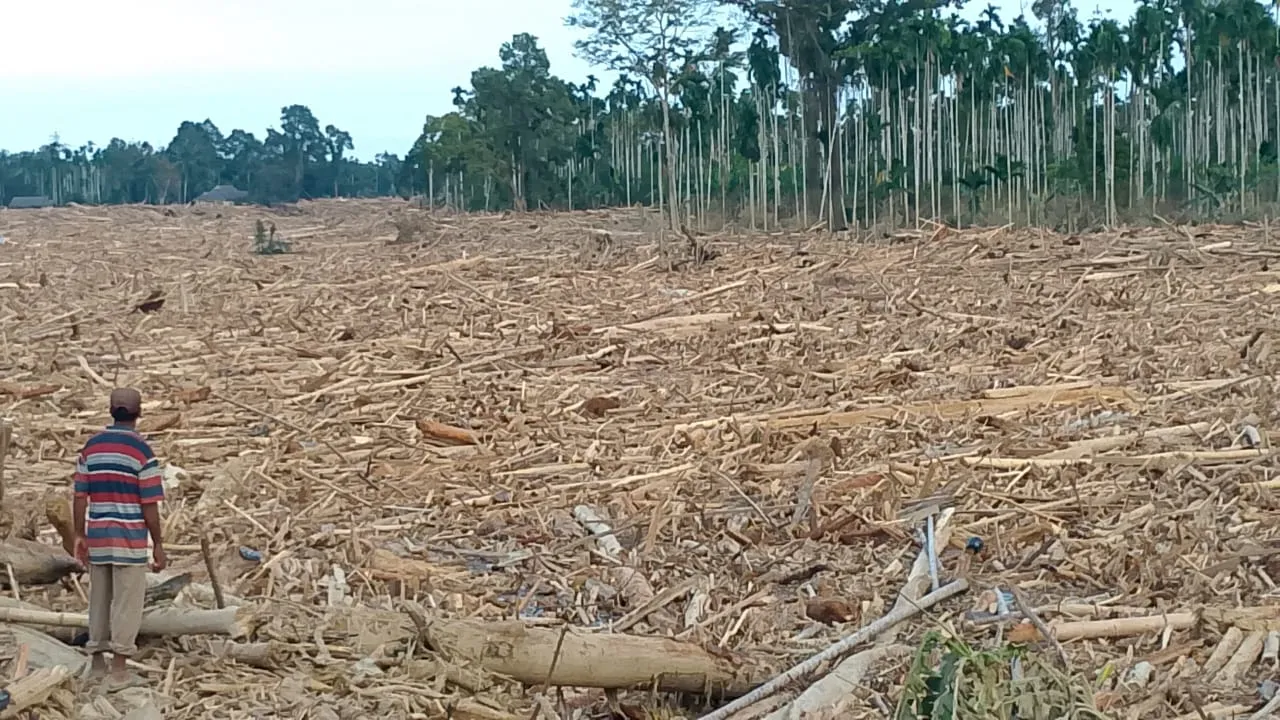 Foto: Pemandangan Hamparan Kayu Disungai Geudumbak Langkahan